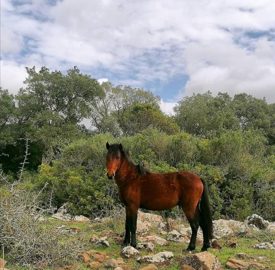 Casa Susanna Rural Sardinia Sini Exteriér fotografie